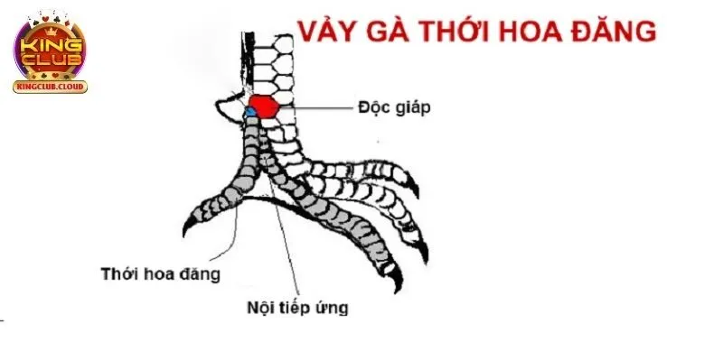 Các loại vảy kết hợp tăng cường sức mạnh cho thần kê